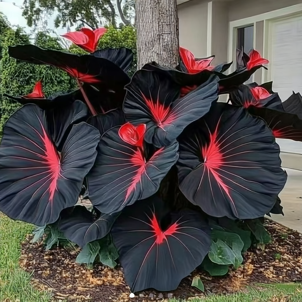 Caladium seeds