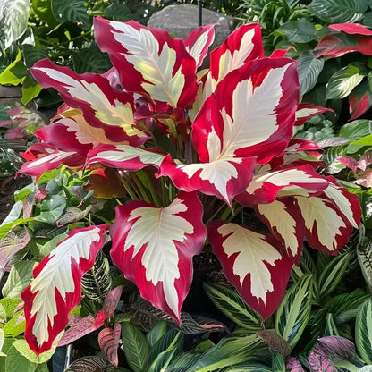 Caladium seeds