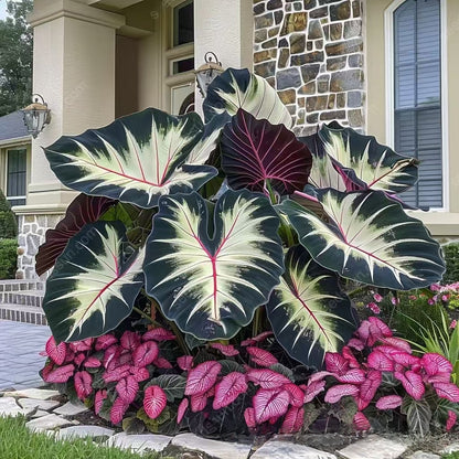 Caladium seeds
