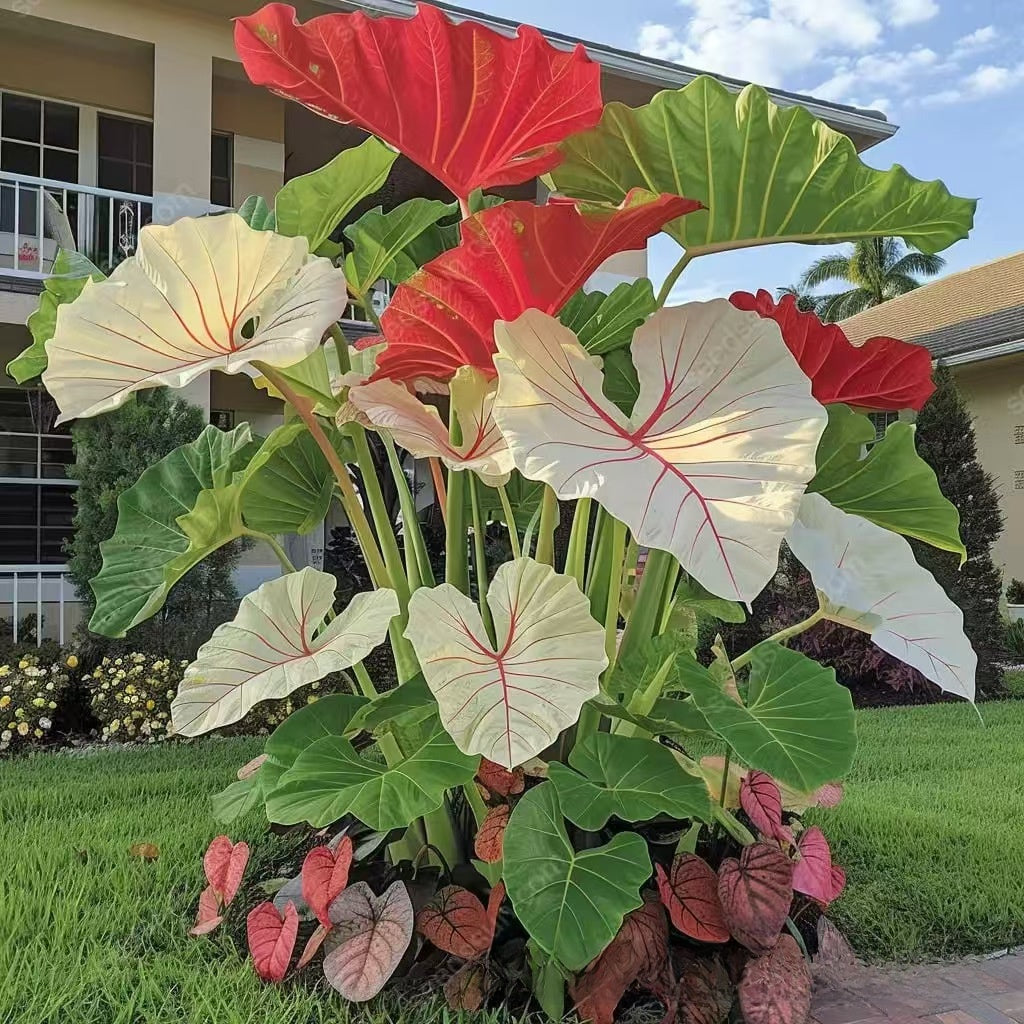 Caladium seeds
