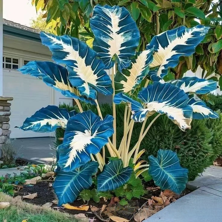 Caladium seeds