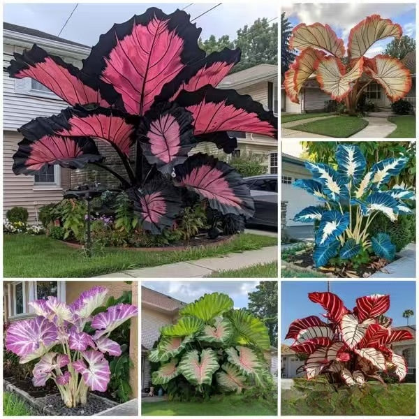 Caladium seeds