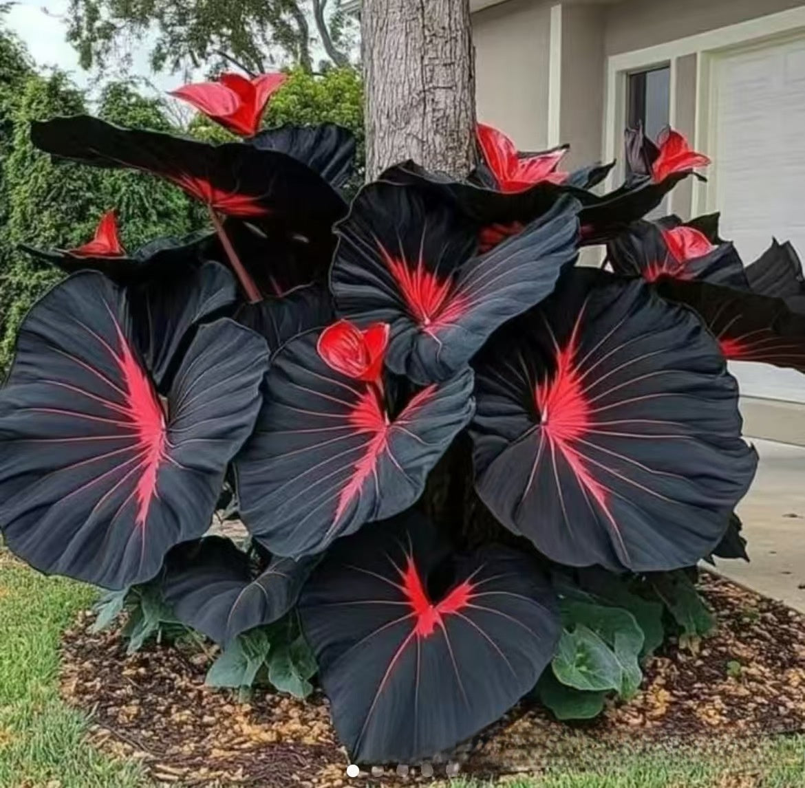 Caladium seeds