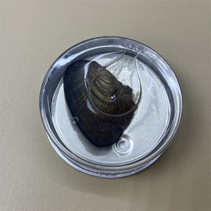 Canned Freshwater Pearl Clam