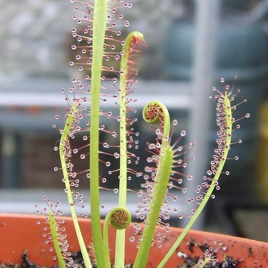 Carnivorous Plants Variety Collection