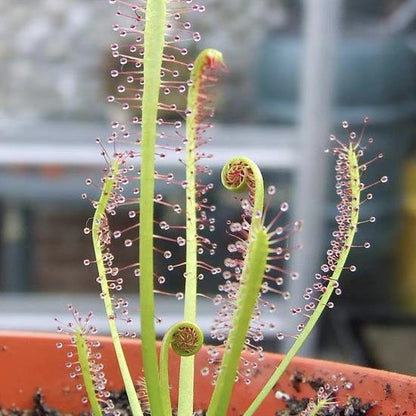 Carnivorous Plants Variety Collection