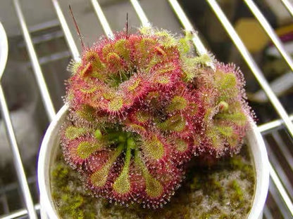 Carnivorous Plants Variety Collection