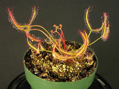 Carnivorous Plants Variety Collection