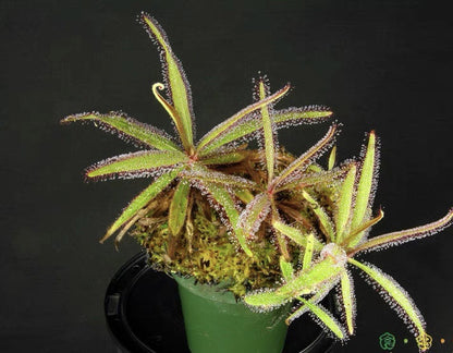 Carnivorous Plants Variety Collection