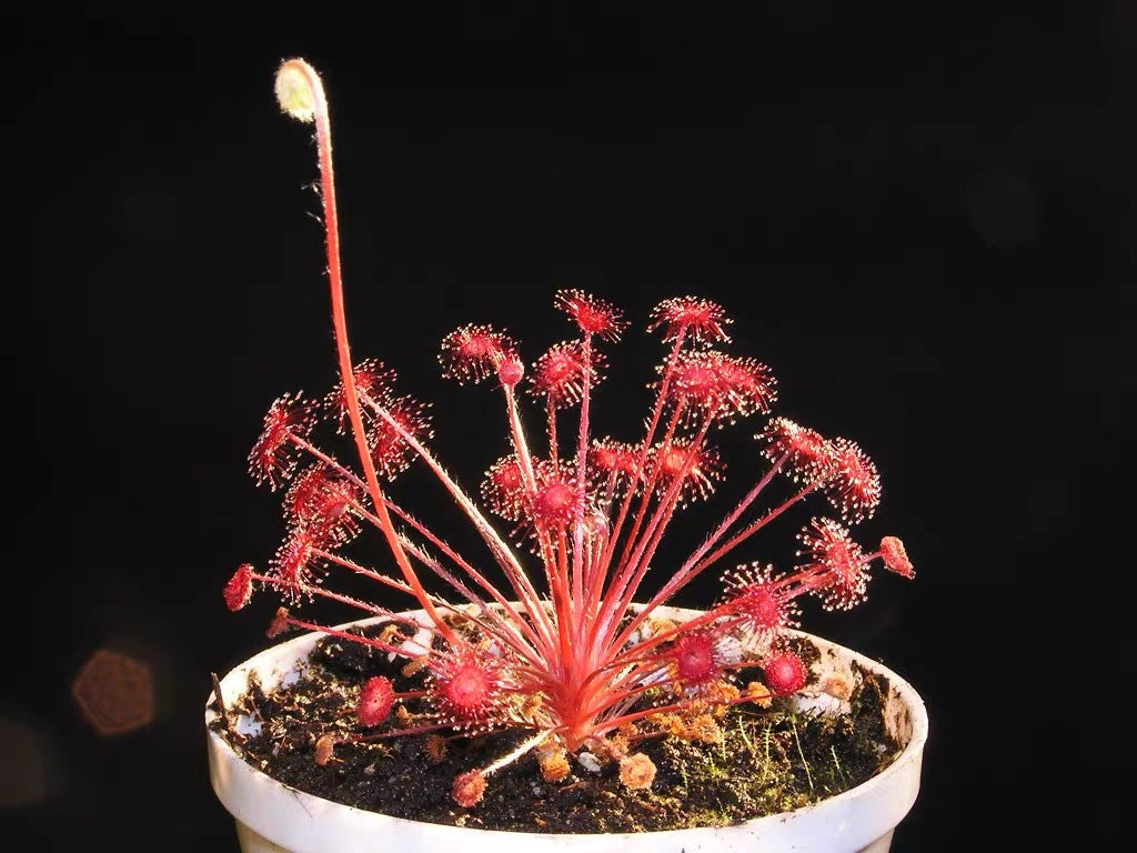 Carnivorous Plants Variety Collection