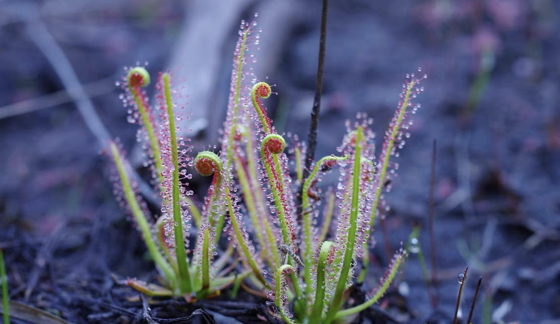 Carnivorous Plants Variety Collection