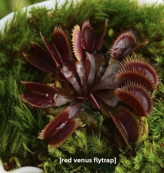 Carnivorous Plants Variety Collection