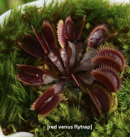 Carnivorous Plants Variety Collection