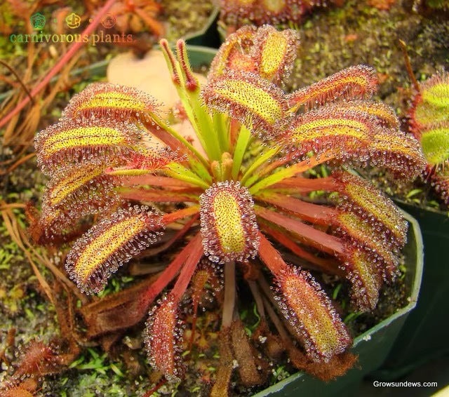 Carnivorous Plants Variety Collection