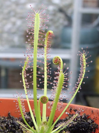 Carnivorous Plants Variety Collection