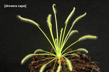 Carnivorous Plants Variety Collection