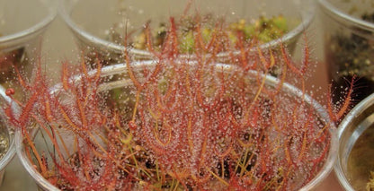 Carnivorous Plants Variety Collection