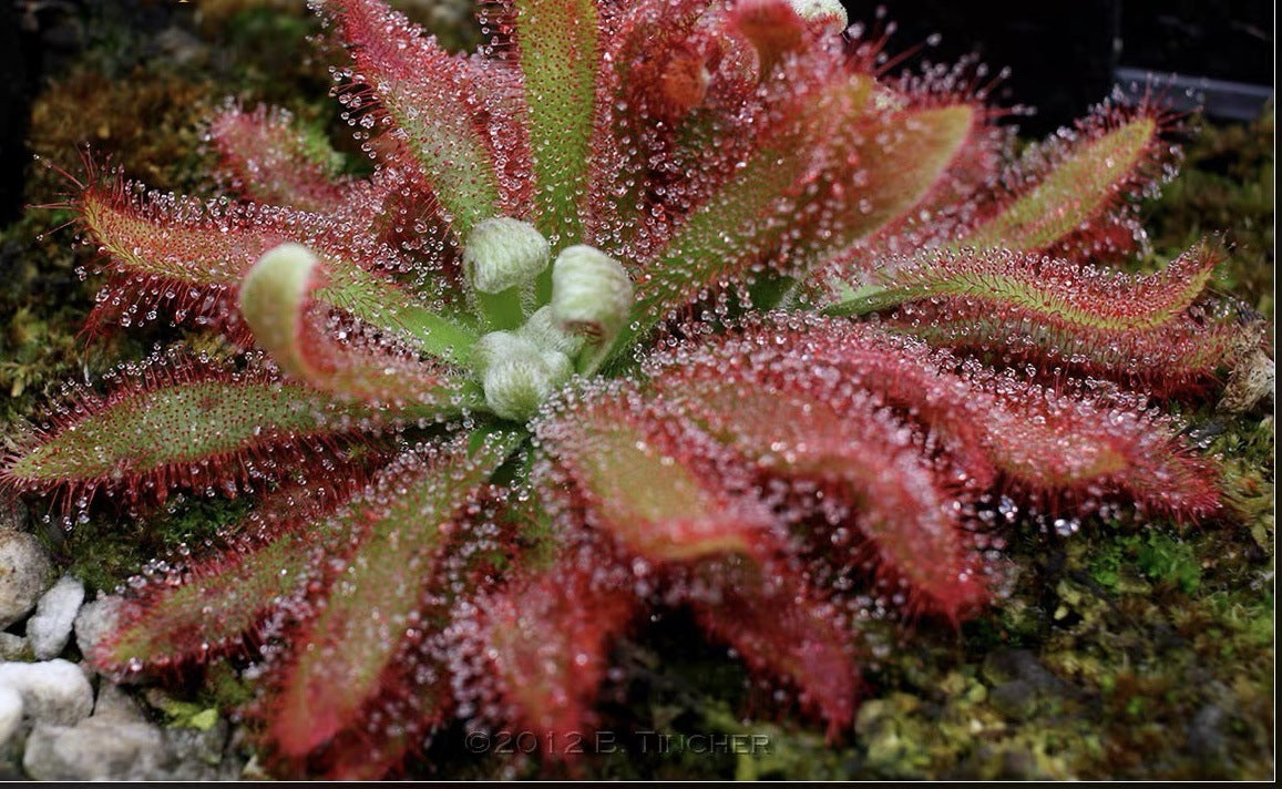 Carnivorous Plants Variety Collection