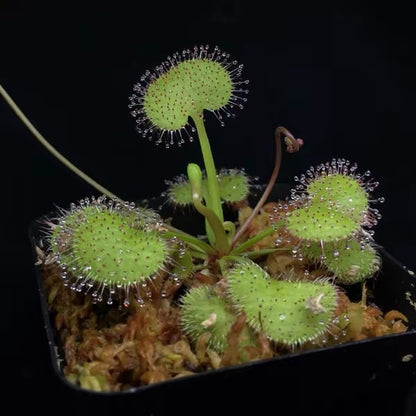Carnivorous Plants Variety Collection
