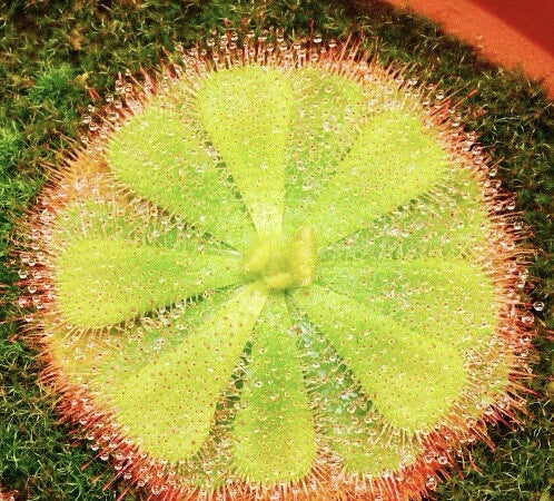 Carnivorous Plants Variety Collection