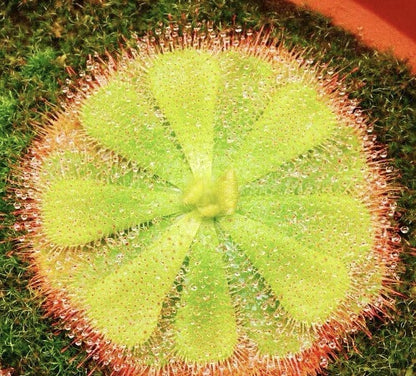 Carnivorous Plants Variety Collection