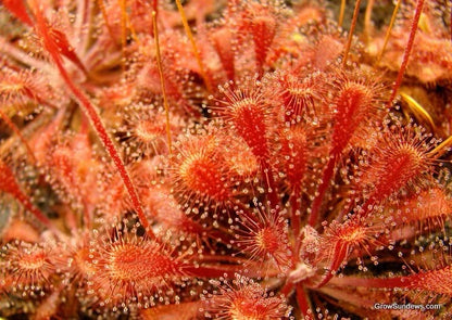 Carnivorous Plants Variety Collection