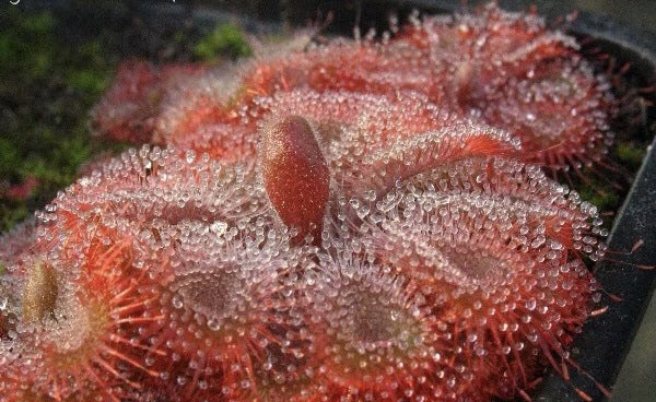 Carnivorous Plants Variety Collection