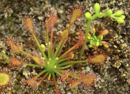 Carnivorous Plants Variety Collection