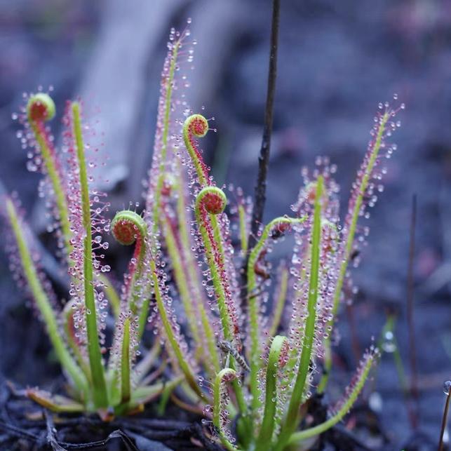 Carnivorous Plants Variety Collection