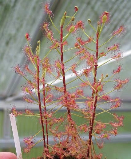 Carnivorous Plants Variety Collection