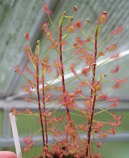 Carnivorous Plants Variety Collection