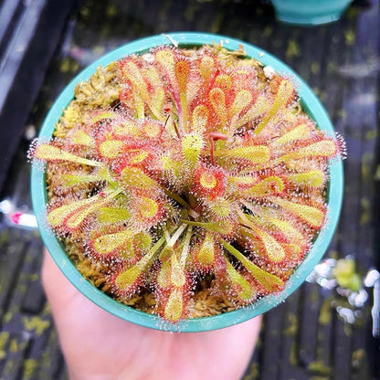 Carnivorous Plants Variety Collection