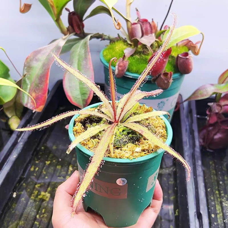 Carnivorous Plants Variety Collection