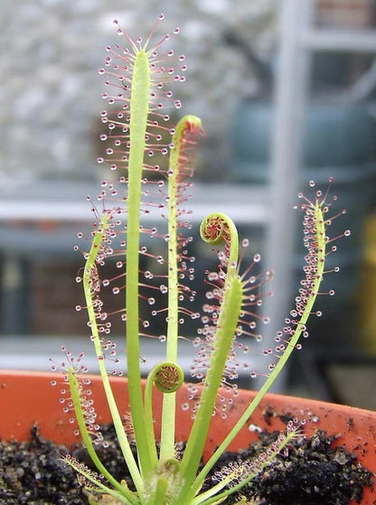 Carnivorous Plants Variety Collection