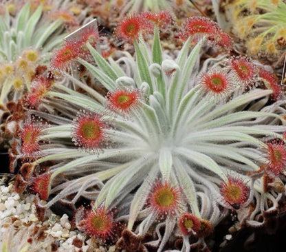 Carnivorous Plants Variety Collection