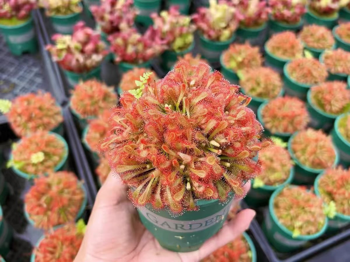 Carnivorous Plants Variety Collection