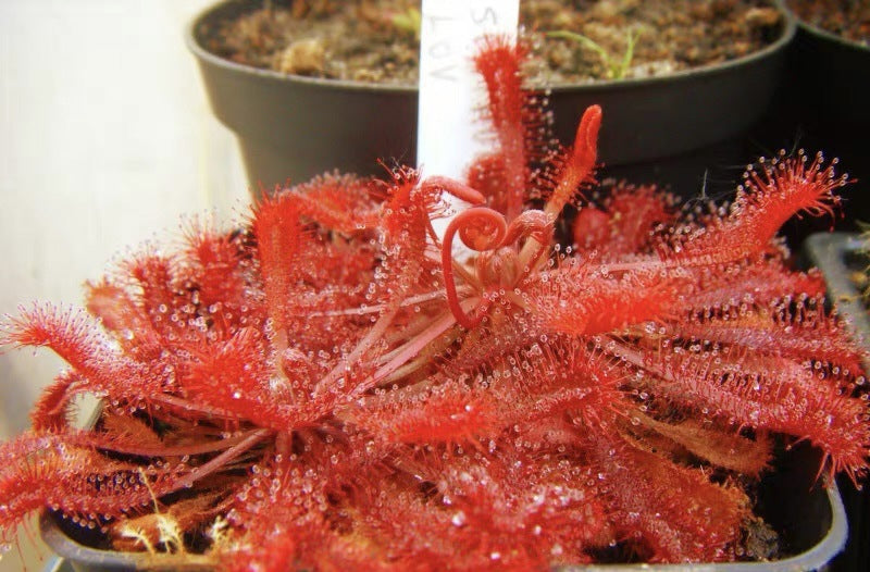 Carnivorous Plants Variety Collection