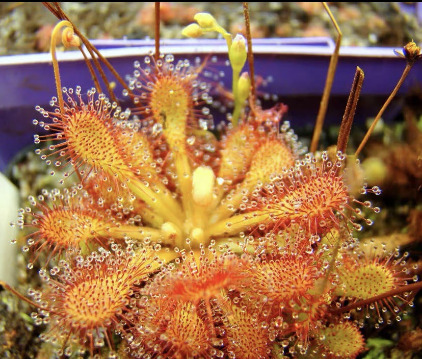 Carnivorous Plants Variety Collection