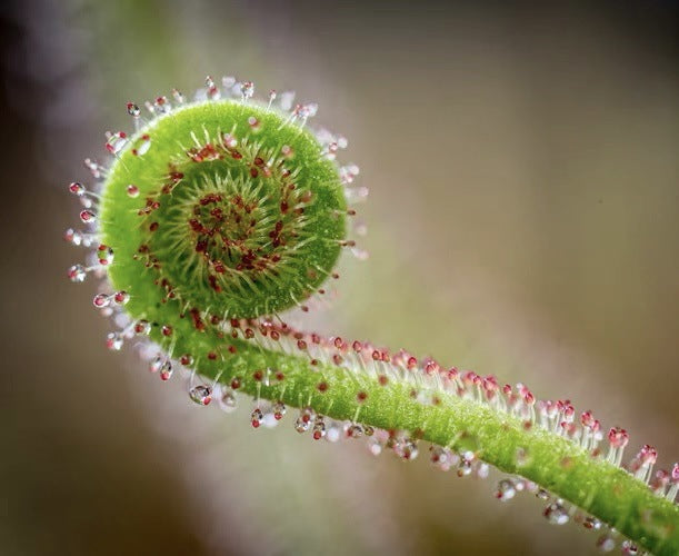 Carnivorous Plants Variety Collection