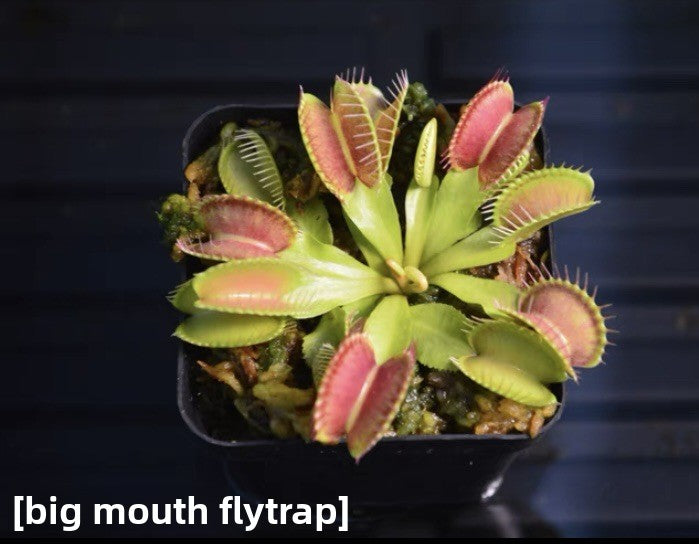 Carnivorous Plants Variety Collection