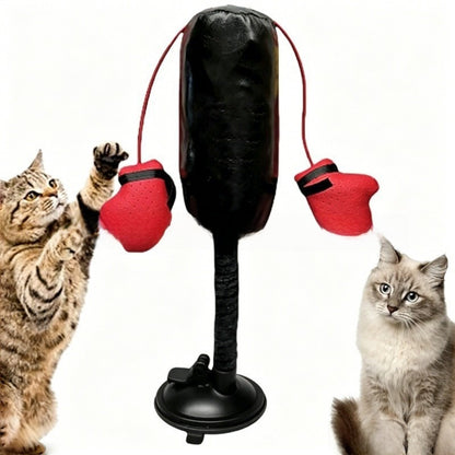 Cat boxing spring