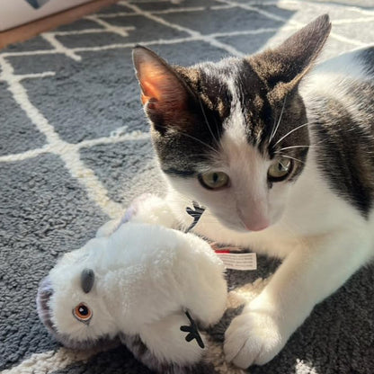 cat toy