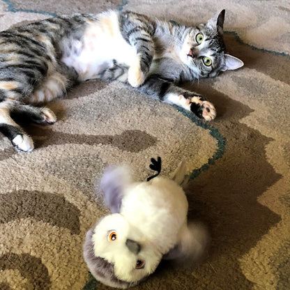 cat toy
