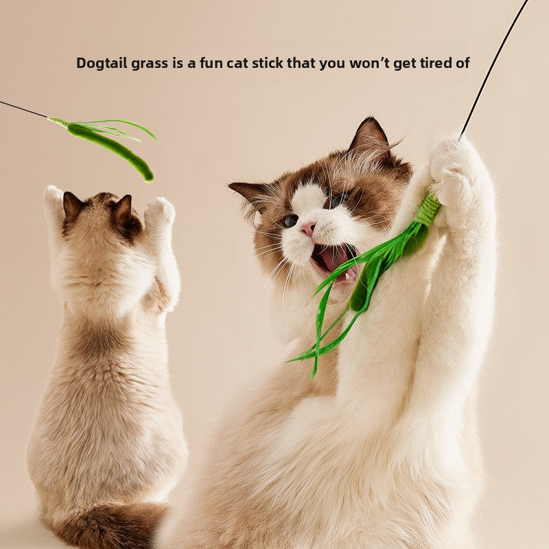cat toy