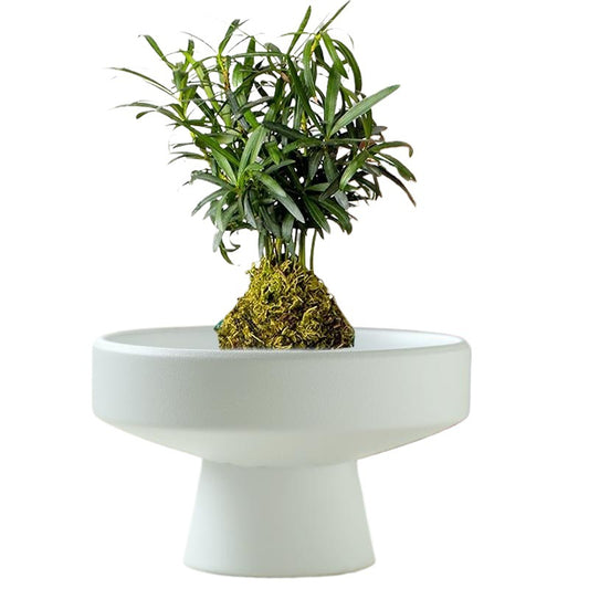 Ceramic Flowerpot