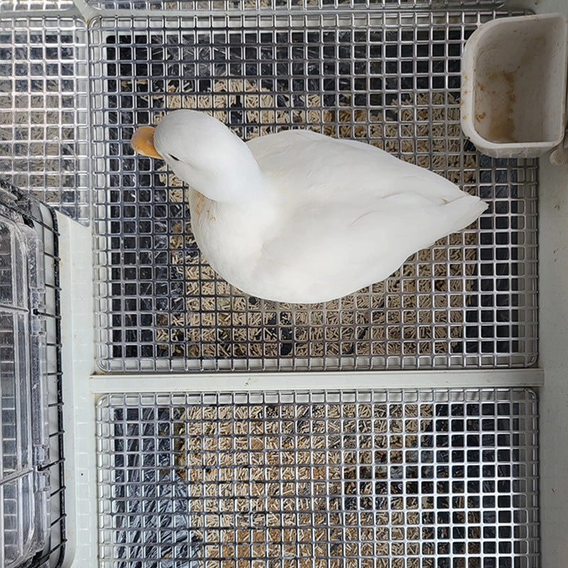 Chicken Feces Leakage Board
