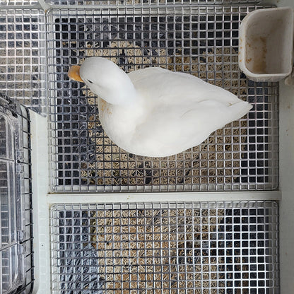 Chicken Feces Leakage Board