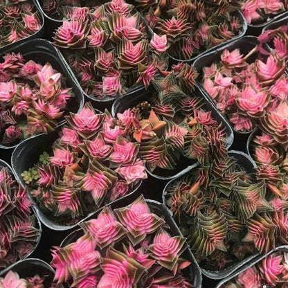 Cluster Cactus Succulent Plants