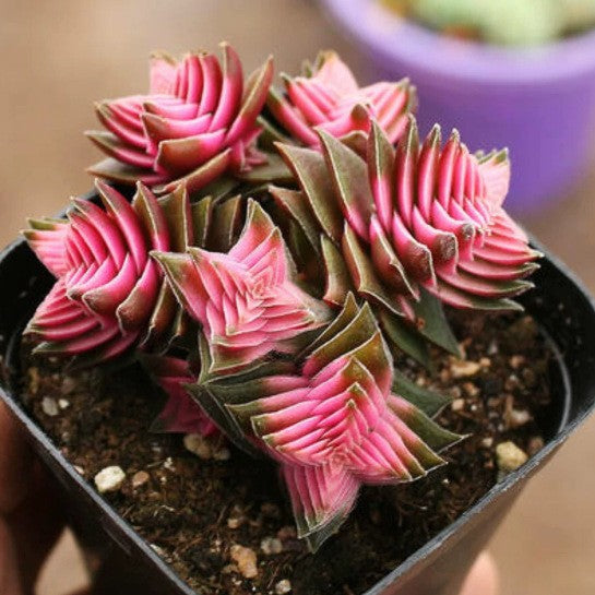 Cluster Cactus Succulent Plants