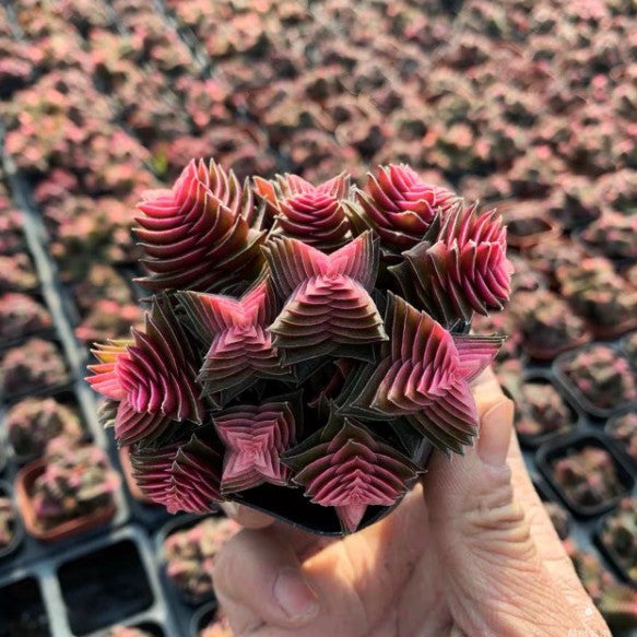 Cluster Cactus Succulent Plants